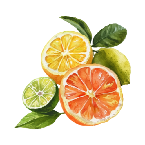 a citrus illustration