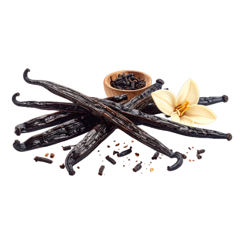 vanilla bean pods illustration