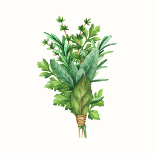 illustration of a bunch of herbs