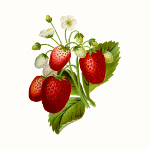 illustration of berries